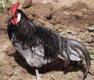 Andalusian2BChicken