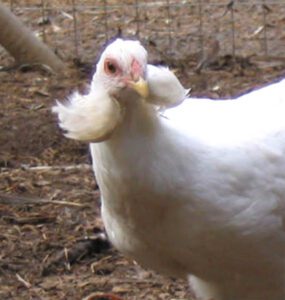Araucana Chicken Characteristics, Temperament & Uses