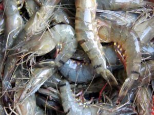 shrimp farming, shrimp production, shrimp farming business, how to start shrimp farming, commercial shrimp farming business