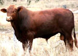 Belmont Red Cattle Characteristics, Origin & Uses