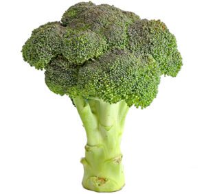 broccoli, how to grow broccoli, growing broccoli, guide for growing broccoli, how to start growing broccoli, growing broccoli in home garden, growing broccoli organically, growing broccoli organically in home garden
