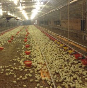 BroilerPoultryHousing 1