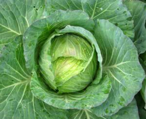 cabbage farming, commercial cabbage farming, cabbage farming business, how to start cabbage farming, cabbage farming profits, cabbage farming for beginners, cabbage farming tips, cabbage, growing cabbage, how to grow cabbage, how to start growing cabbage, guide for growing cabbage, growing cabbage organically, growing cabbage in home garden, how to grow cabbage organically