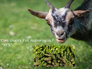 can goats eat asparagus, can goats eat asparagus safely, is asparagus safe for the goats, how to feed asparagus to the goats