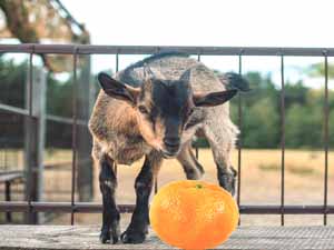 can goats eat oranges, is orange peels good for goats, can goats eat mandarin oranges, is orange safe for pygmy goats, can angora goats eat oranges, can baby goats eat oranges, can oranges make the goats heavy, can oranges cause goats an upset stomach, can oranges cause gaots heartburn, how should you feed oranges to your goats, what happens if you feed your goats too many oranges, are orange seeds harmful to goats, can goats eat the leaves of an orange tree