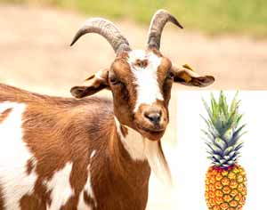 can goats eat pineapples, can goat eat pineapples, is pineapple safe for goats