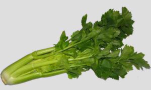 celery farming, celery, how to grow celery, growing celery, guide for growing celery, how to start growing celery, growing celery in home garden, growing celery organically, growing celery organically in home garden