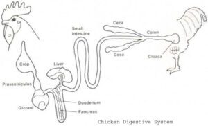 ChickenDigestiveSystem