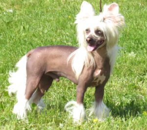 Chinese2BCrested2BDog