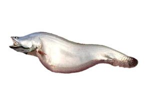 ChitalFish 1