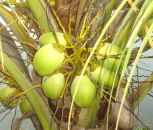 coconut farming, commercial coconut farming, coconut farming business, how to start coconut farming, guide for starting coconut farming, coconut farming business guide