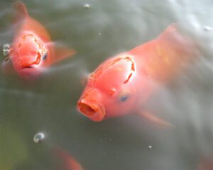 Common2BGoldfish