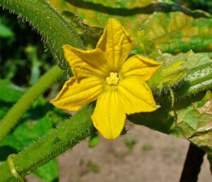 Start Growing Celtuce Organically In Home Garden