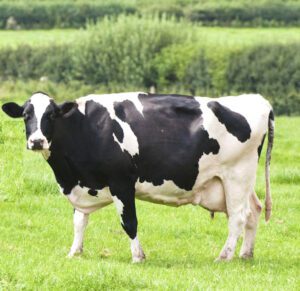 Dairy Cow Farming Business Guide For Beginners