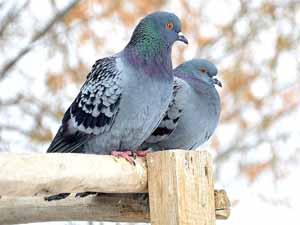 Determining Pigeon Gender