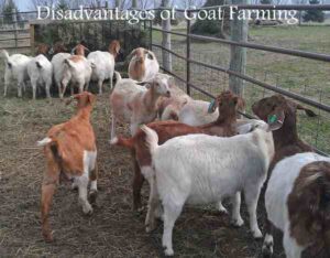 Goat2BFarming