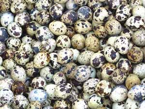 quail eggs, how to get quail to lay eggs, quail eggs production, hatching quail eggs