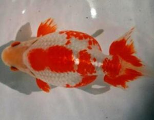 Izumo2BNankin2BGoldfish
