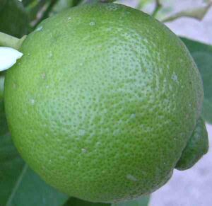 lime farming, commercial lime farming, lime farming business, how to start lime farming, guide for lime farming, lime farming profits, is lime farming profitable, lime farming business guide, lime farming for beginners