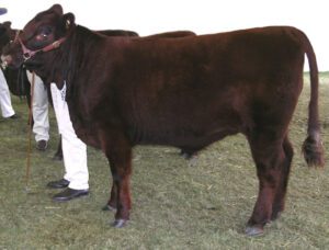 Lincoln2BRed2BCattle