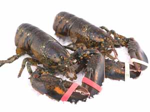 lobster farming, commercial lobster farming, lobster farming business, how to start lobster farming business, advantages of lobster farming, how to start lobster farming, feeding lobster, breeding lobster, lobster harvesting, lobster farming yield