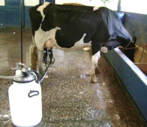 Milking2BCow2Bby2BMachine