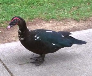 Muscovy2BDuck 1