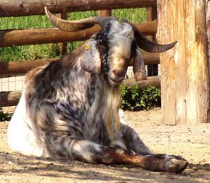nubian goat, nubian goats, raising nubian goat, nubian goat appearance, nubian goat characteristics, nubian goat breed information, nubian goat information, nubian goat breeding, feeding nubian goats, nubian goat uses