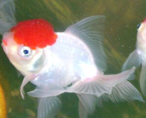 Oranda2BGoldfish