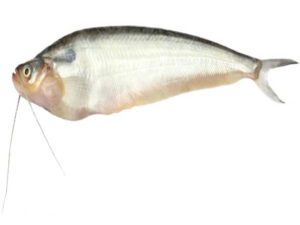 pabda fish in hindi