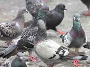 pigeon, pigeon breeds, pigeon rearing, pigeon photo, pigeon, images, pigeon picture, white pigeon, pigeon farming