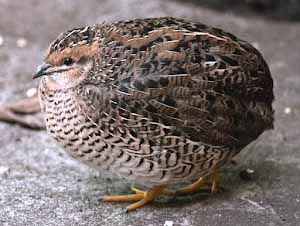quail feed, quail feed ingredients, quail feed mixture, quail feeding, feeding quail, feeding quails, what to feed quail