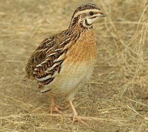 鹌鹑farming, quails, quail farming business, commercial quail farming, commercial quail farming business, what is quail farming, quail picture, profitable quail farming