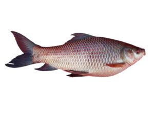 RuiFish 1