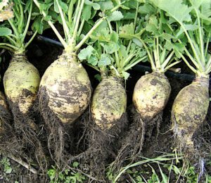 rutabagas, growing rutabagas, how to grow rutabaga, how to start growing rutabagas, growing rutabagas organically, growing rutabagas organically in home garden, growing rutabagas in home garden, guide for growing rutabagas, tips for growing rutabagas