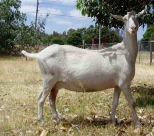 saanen goat, saanen goats, goat, goats, milk goat breed, dairy goat breed