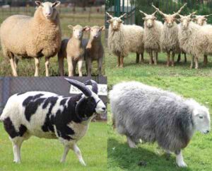 Sheep2BBreeds