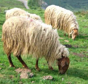 Best Sheep Breeds In India For Highest Profits