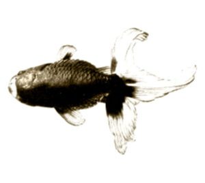 Shukin2BGoldfish