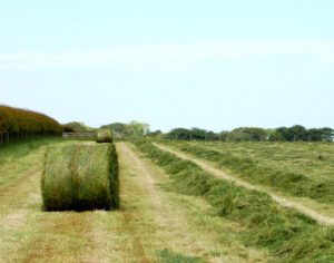 how to make silage, guide for making silage, making silage, tips for making silage