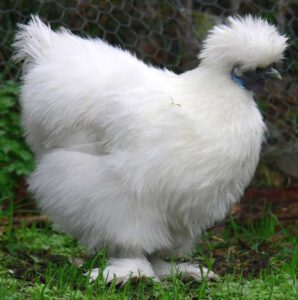 Silkie Chicken Characteristics, Temperament & Origin