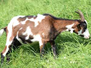 smooth the goat, how to smooth the goat, smooth the goat hair, how to smooth the goat hair