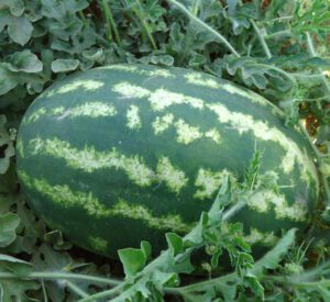 watermelon, watermelon farming, watermelon farming business, commercial watermelon farming, commercial watermelon farming business, how to start watermelon farming