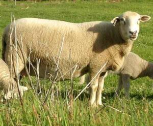 Sheep Farming Business Guide For Beginners