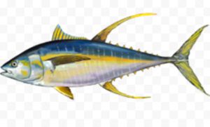 Yellowfin2BTuna2BFish