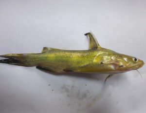 Yellowhead2BCatfish