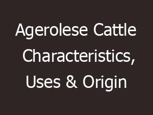 agerolese cattle characteristics uses origin 11527