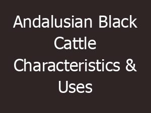 andalusian black cattle characteristics uses 11488