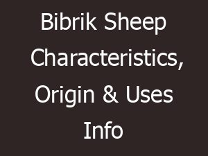bibrik sheep characteristics origin uses info 14894