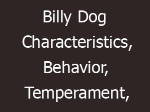 billy dog characteristics behavior temperament origin 26148